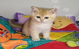Scottish gatti in vendita: Cucciolo Scottish Straight a Villafranca di Verona - Immagine 6