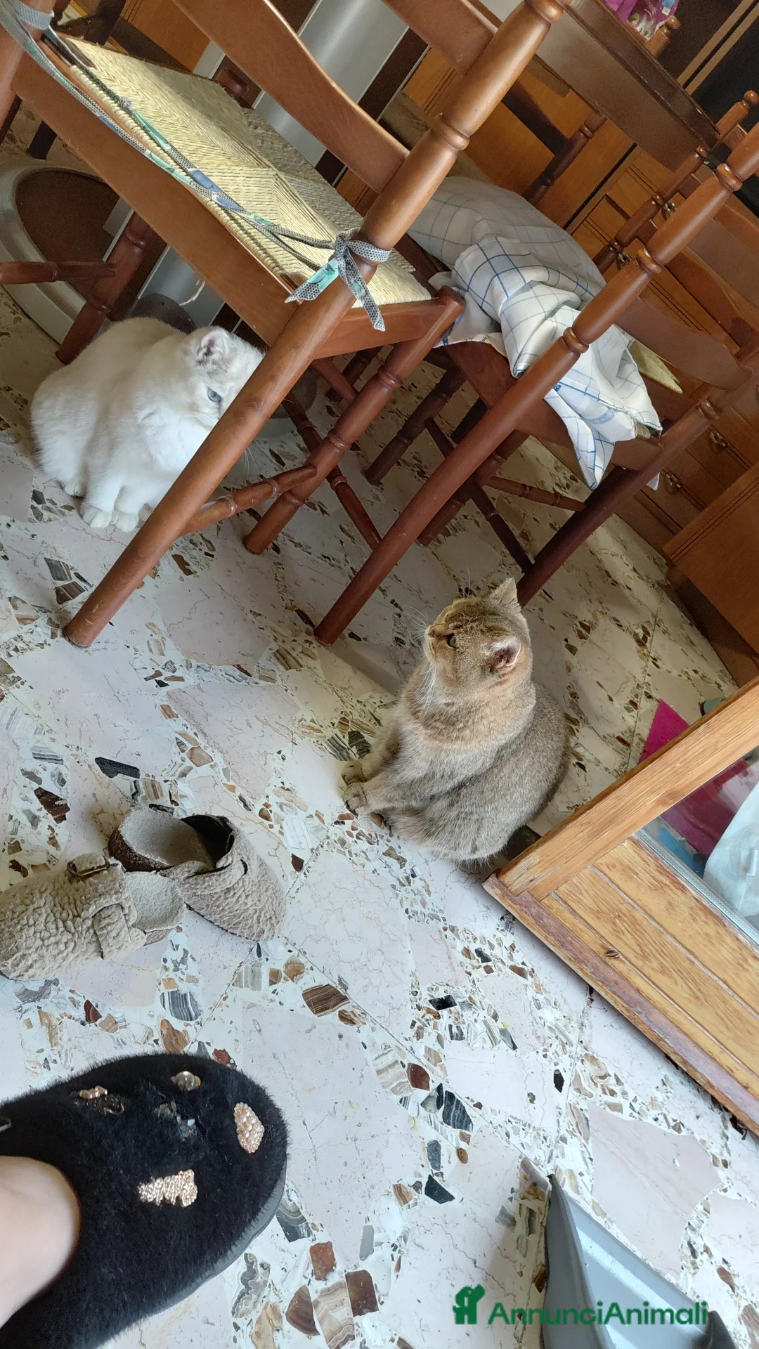 British gatti in vendita: Brithish gold occhi verdi 10 mesi - Annuncio 3