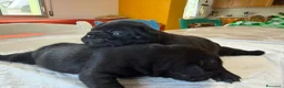 Bulldog Francese cani in vendita: bulldog francese  - Annuncio 7