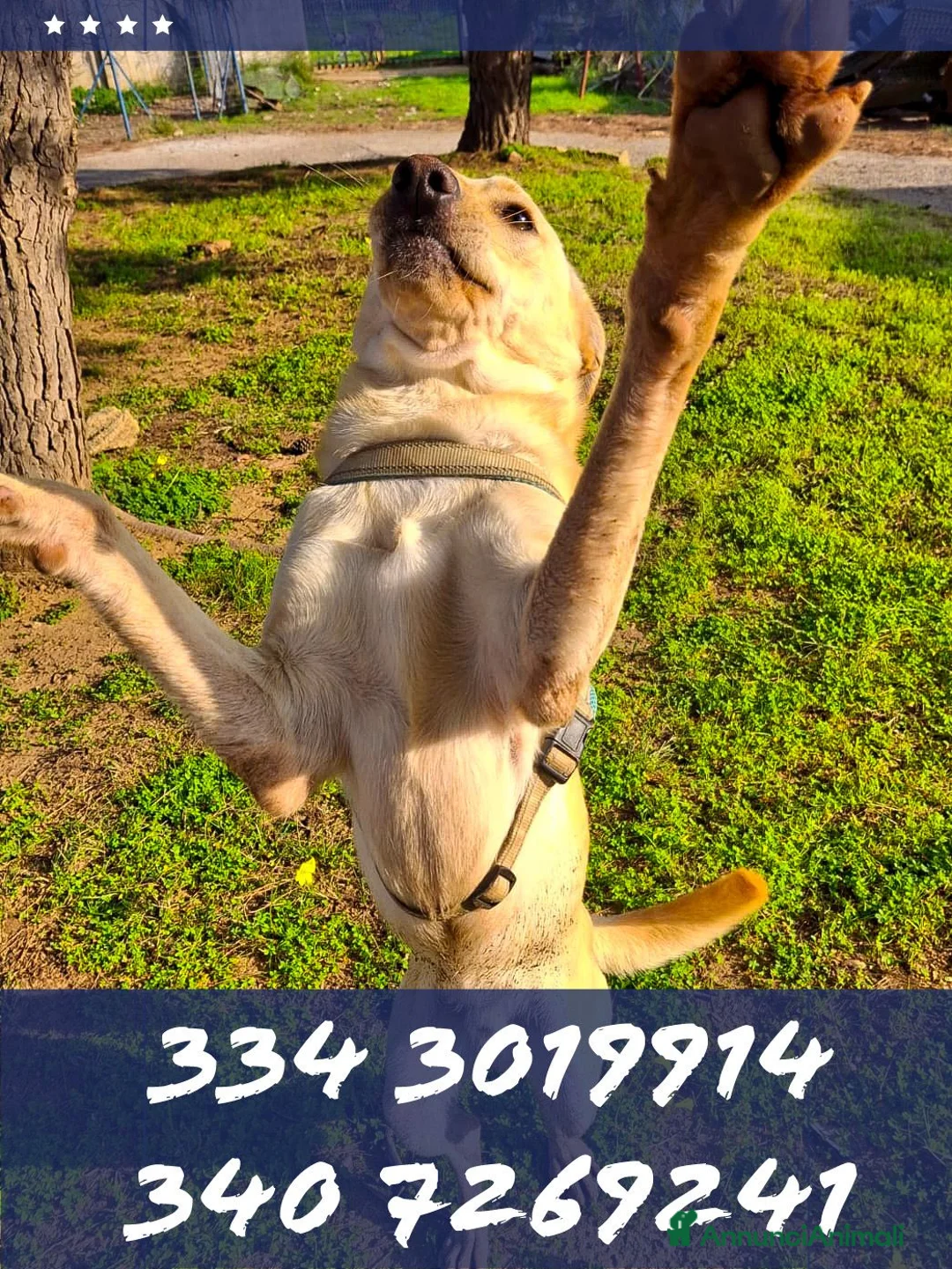 Meticcio cani in regalo: OLLY 💙 - equilibrato e dolce, chiama per lui 🙏🏻 a Provincia di Varese - Annuncio 2