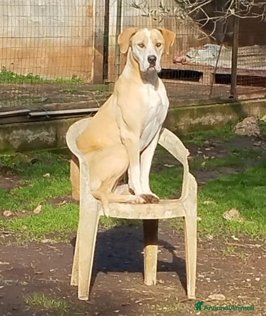 Meticcio cani in regalo: Rosy bella equilibrata dolce socievole  - Annuncio 1