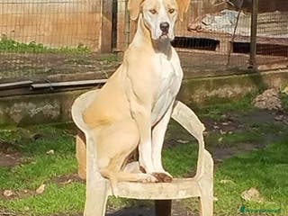 Meticcio cani Rosy bella equilibrata dolce socievole - Annuncio 18