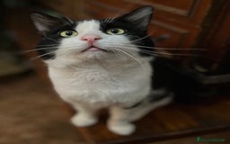 Meticcio gatti in regalo: Gatti gratis - Immagine 2