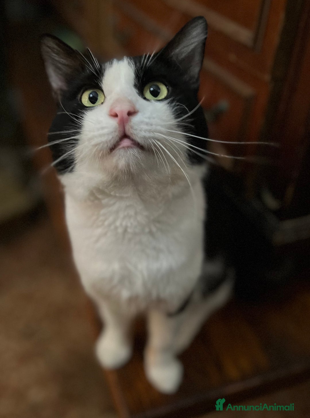 Meticcio gatti in regalo: Gatti gratis - Immagine 2