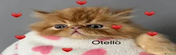 Persiano gatti in vendita: gattini persiani - Annuncio 5