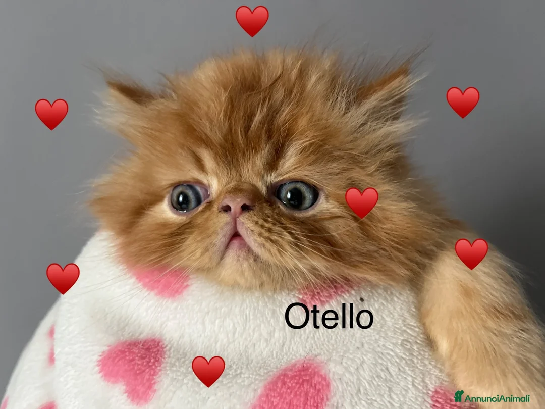 Persiano gatti in vendita: gattini persiani - Annuncio 5