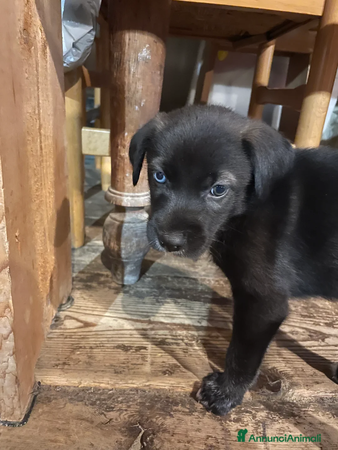 Meticcio cani in regalo: Incrocio tra due Husky/weimaraner - Annuncio 4