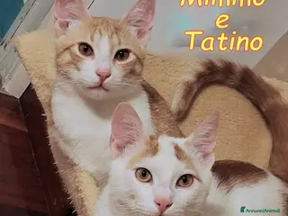 Europeo gatti TATO E TATINO SONO TRISTI - Annuncio 1
