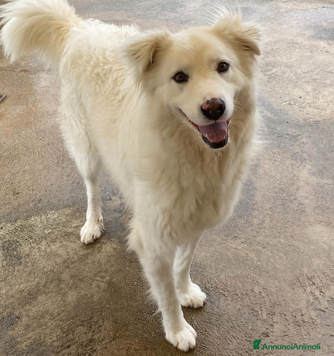 Meticcio cani in regalo: NEVE bellissima cagnolina 3 anni cerca adozione - Annuncio 6