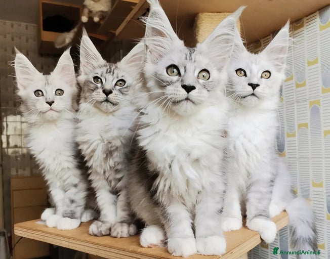 Immagine della galleria {{count}}