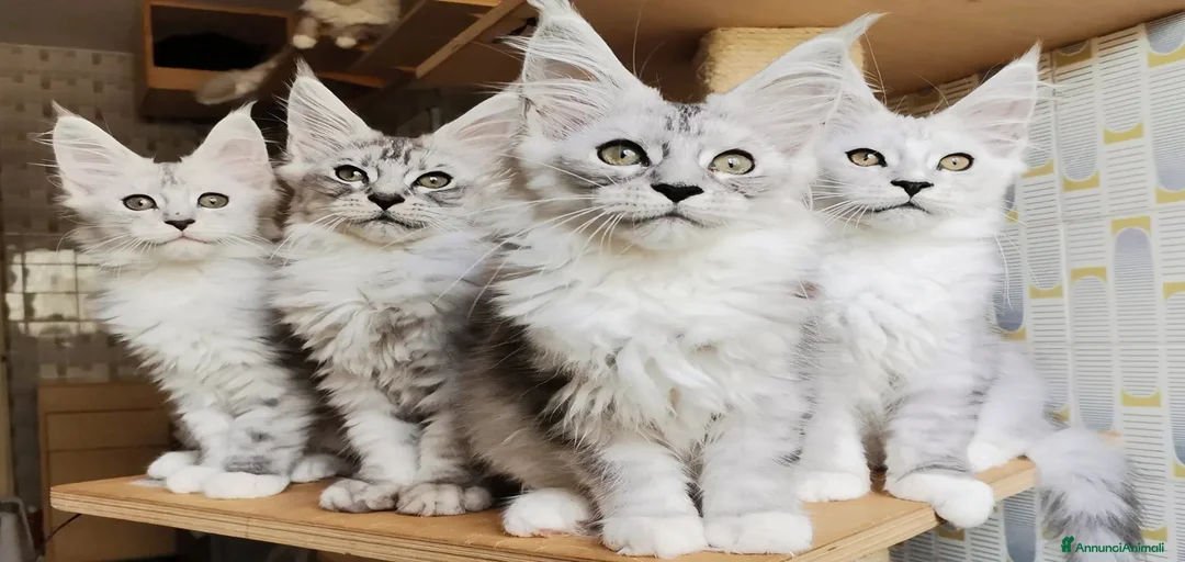 Immagine della galleria {{count}}