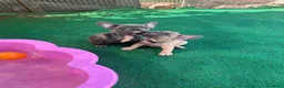 Bulldog Francese cani in vendita: Cuccioli bulldog francese esotici  a Libero consorzio comunale di Siracusa - Annuncio 12