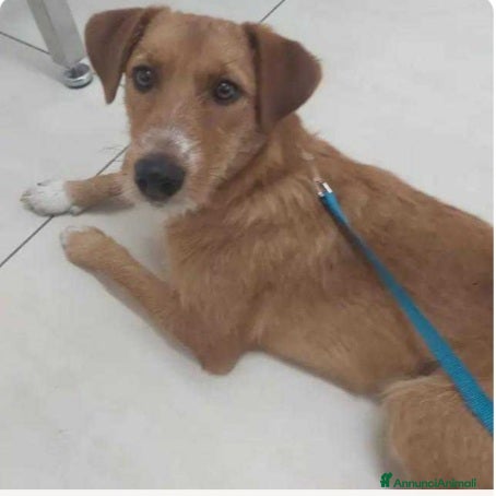 Meticcio cani Lea 10mesi kg11 color miele salita a PADOVA - Annuncio 41