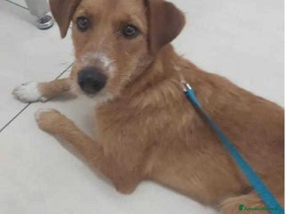 Meticcio cani Lea 10mesi kg11 color miele salita a PADOVA - Annuncio 4