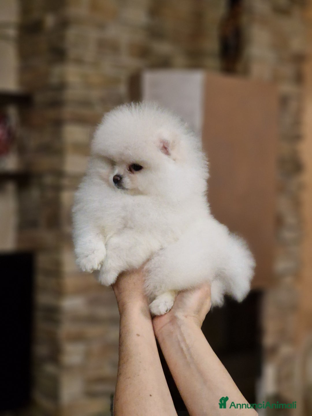 Spitz cani in vendita: Spitz di Pomerania / Volpino tedesco nano - Annuncio 6