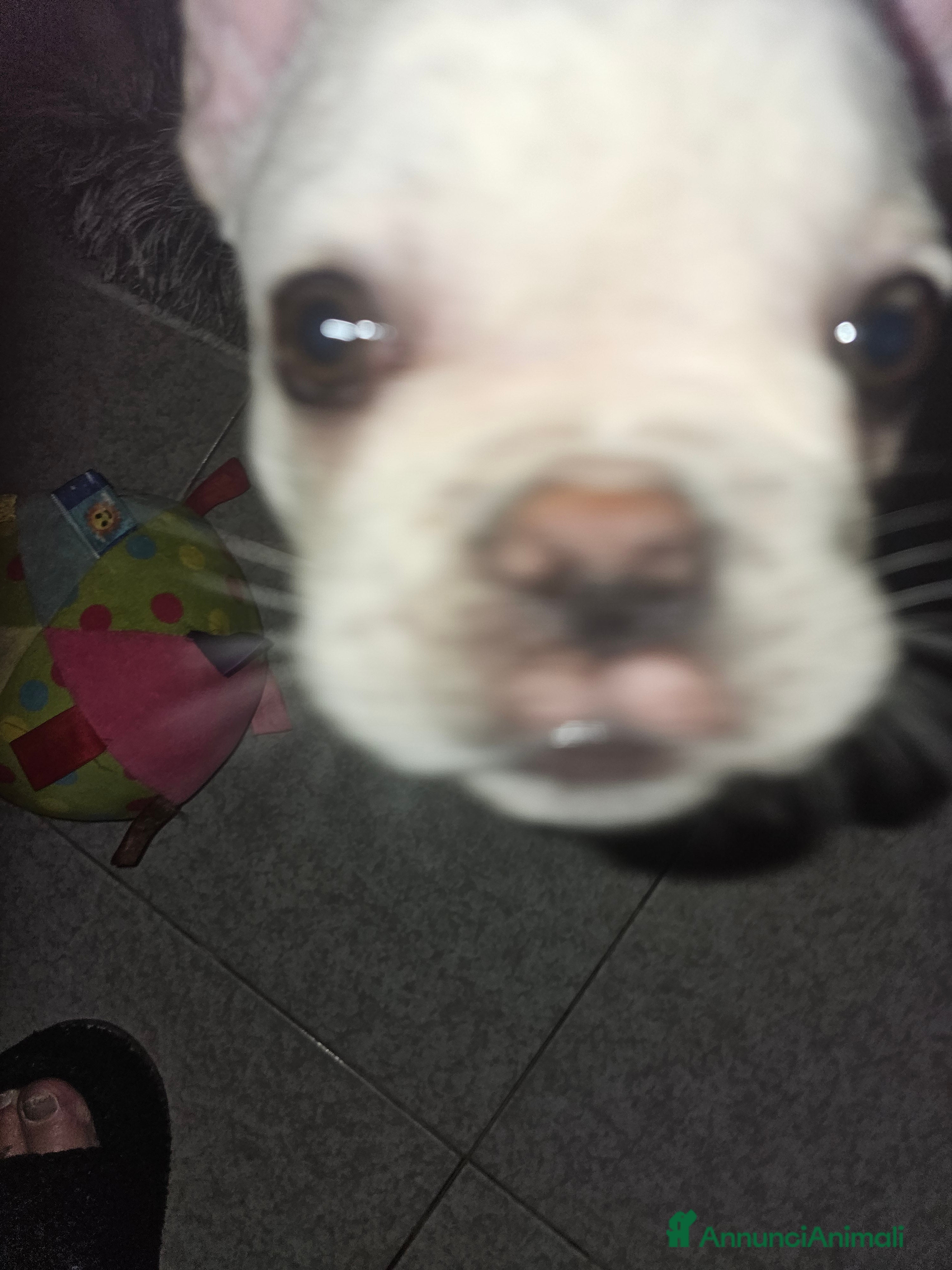 Bulldog Francese cani Cuccioli buldog francese! - Annuncio 2