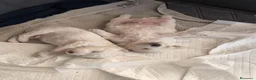 Bolognese cani in vendita: Vendo cuccioli Bolognese  - Annuncio 6