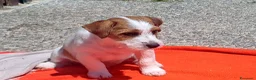Jack Russell cani in vendita: Cuccioli Jack Russell ruvido - Annuncio 3