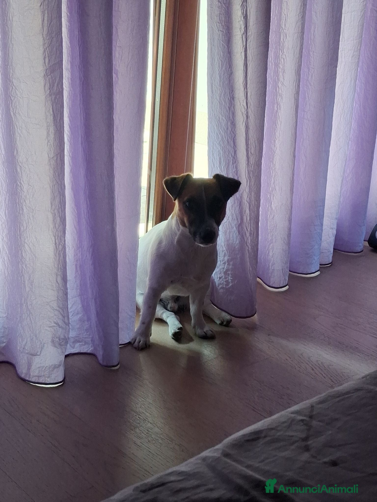 Jack Russell cani Regalo cucciolo  - Annuncio 23