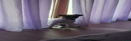Jack Russell cani in vendita: Regalo cucciolo  - Annuncio 1
