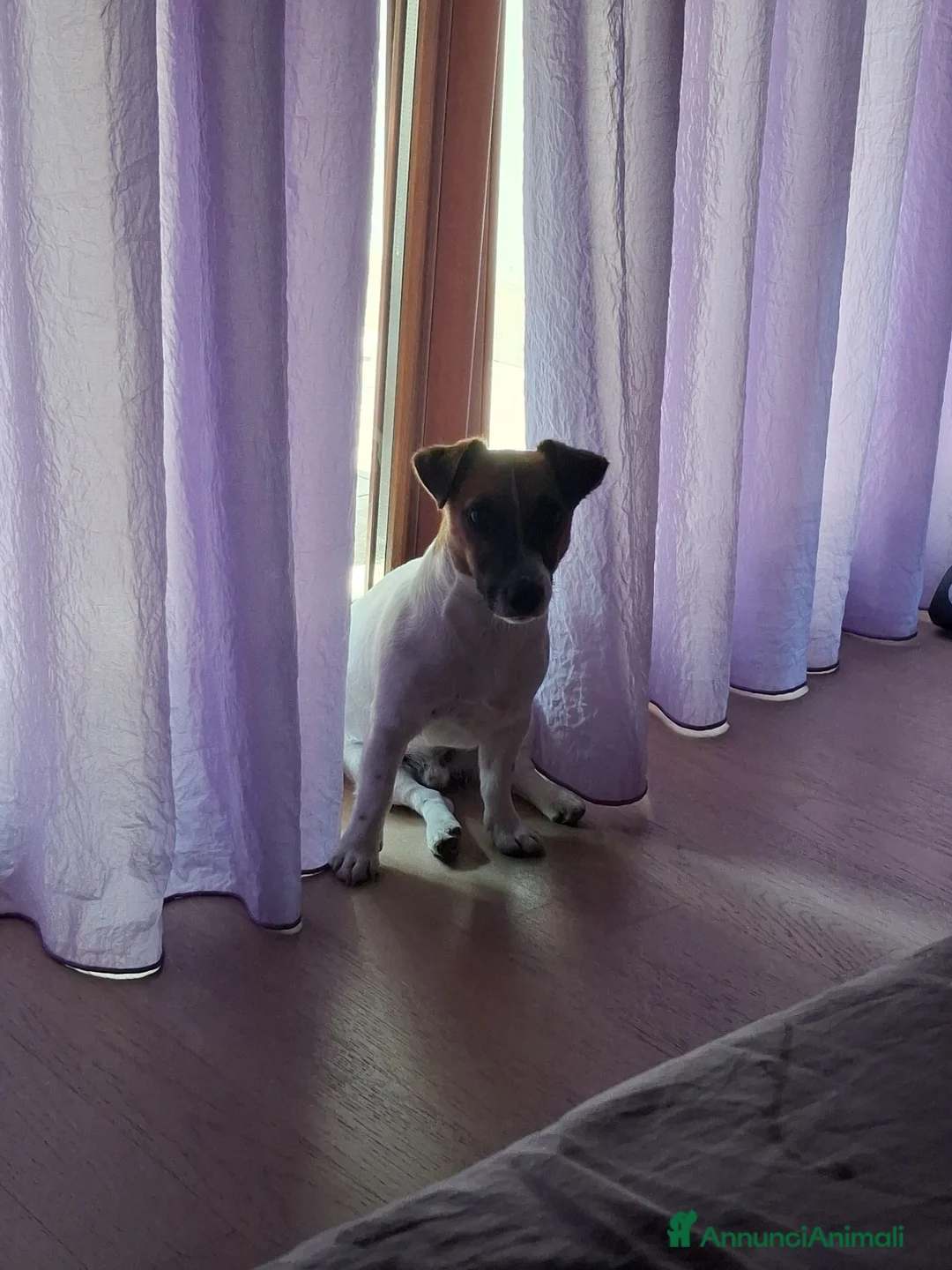 Jack Russell cani in vendita: Regalo cucciolo  - Annuncio 1