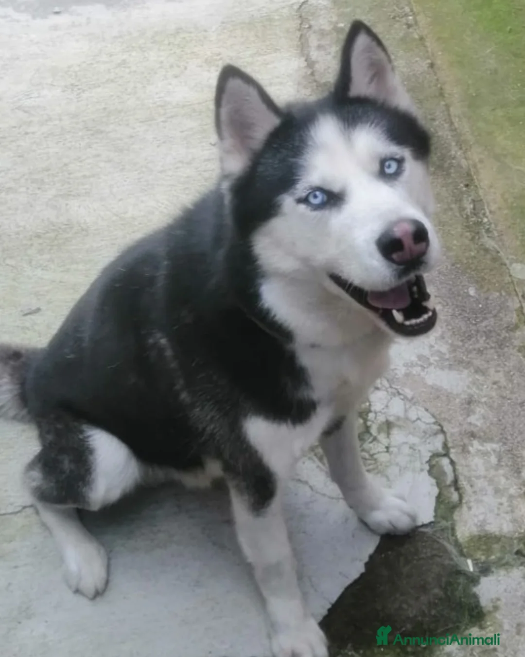 Husky cani in regalo: BEN MERAVIGLIOSO HUSKY  - Annuncio 3