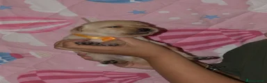 Labrador 7