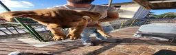 Pitbull cani in vendita: Cucciola di pitbull ukc  a Città metropolitana di Catania - Annuncio 3