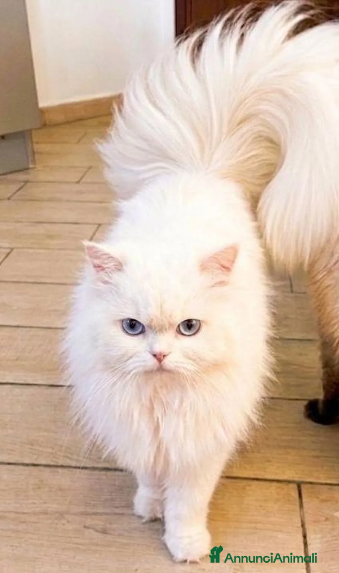 Persiano gatti in vendita: Gattini persiani  - Annuncio 6