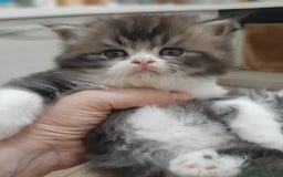 Persiano gatti in vendita: Gattini persiano bicolore a Città metropolitana di Messina - Immagine 9