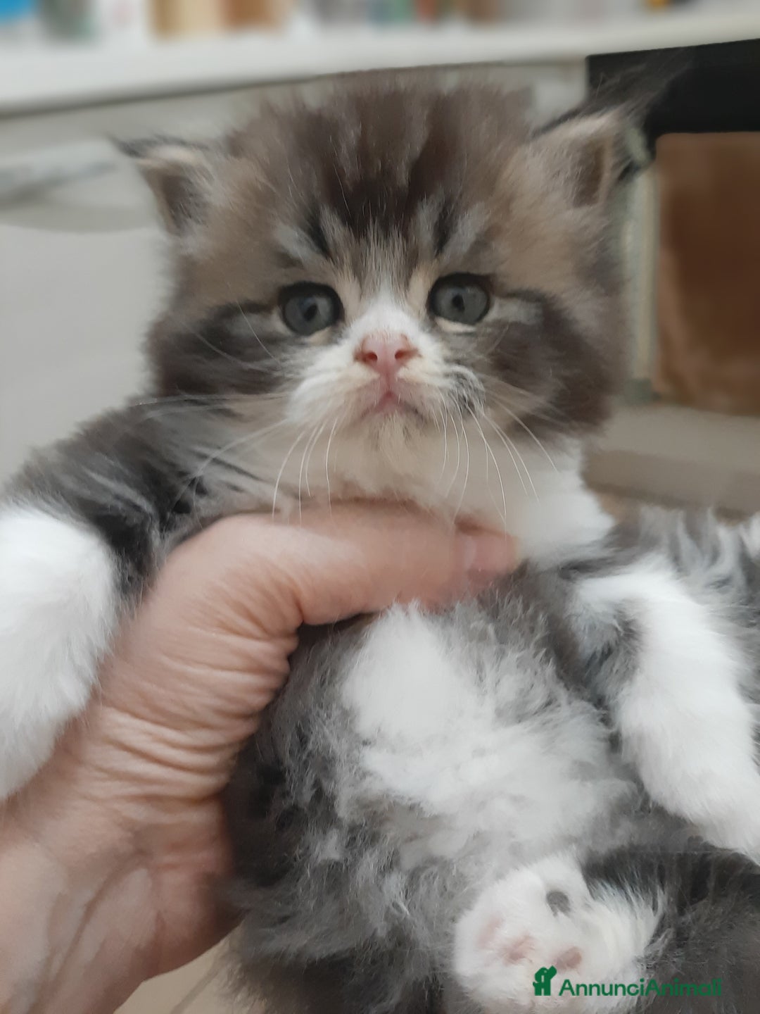 Persiano gatti in vendita: Gattini persiano bicolore a Città metropolitana di Messina - Immagine 9