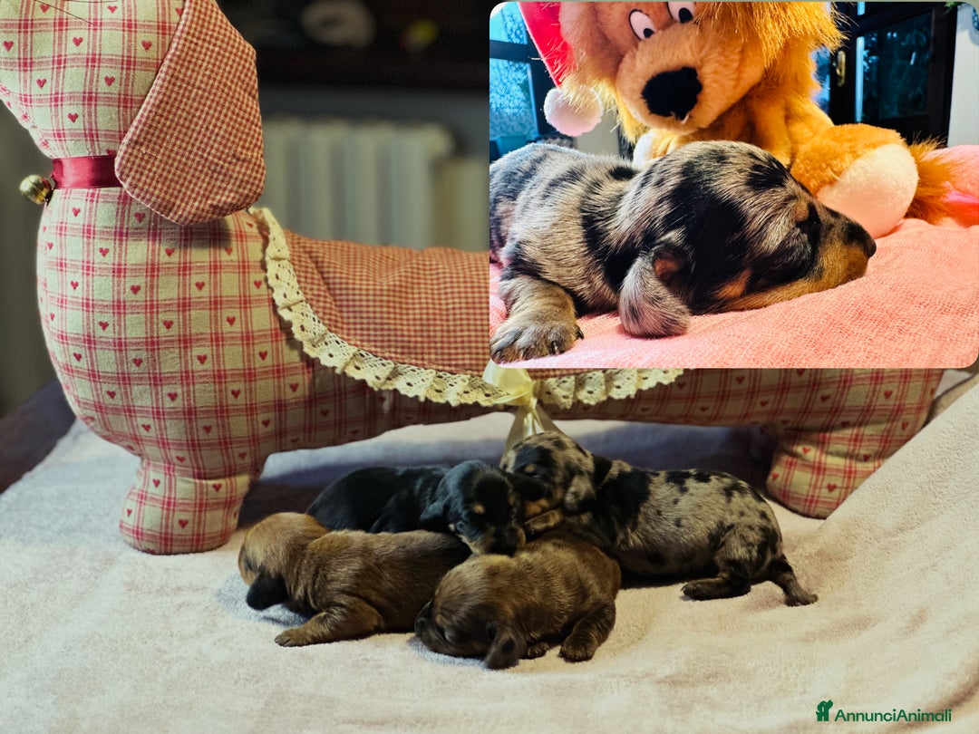 Bassotto cani in vendita: Bassotto Tedesco kaninchen/nano pedigree Enci - Annuncio 2