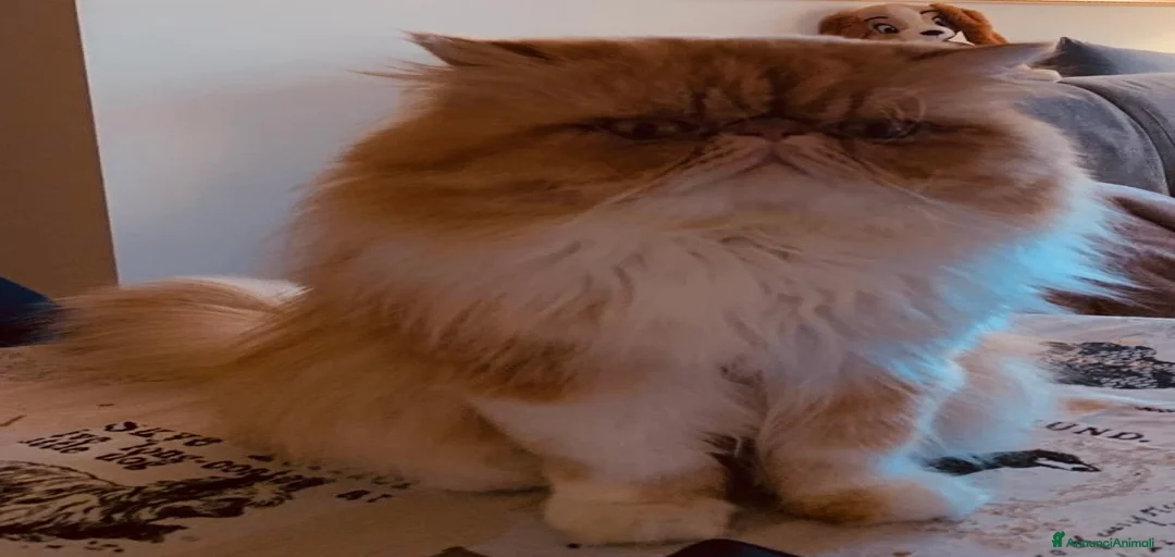 Immagine della galleria {{count}}