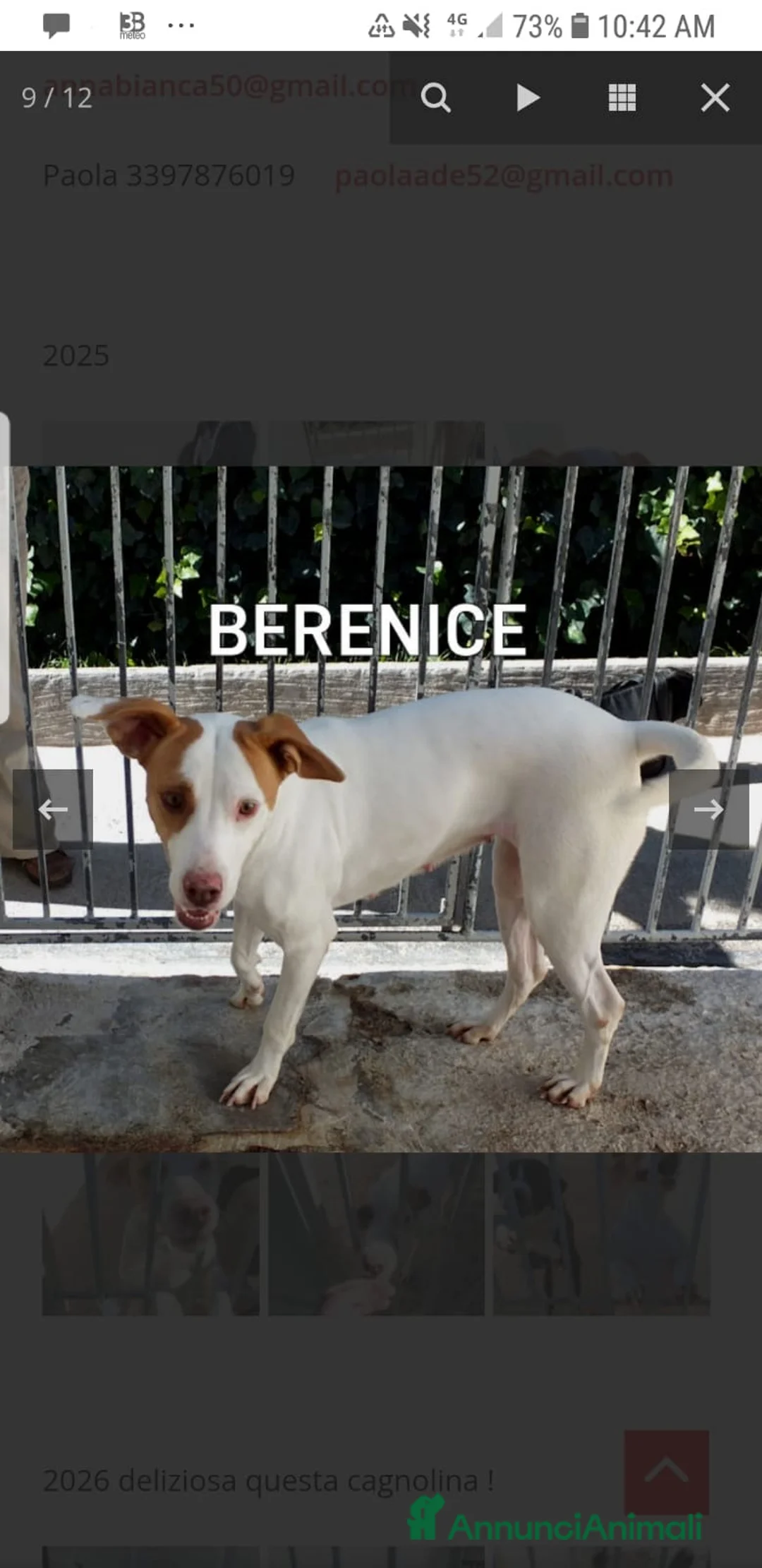 Segugio cani in regalo: ADOZDEL💔:altro scarto delcacciatore,amore di cane - Annuncio 2