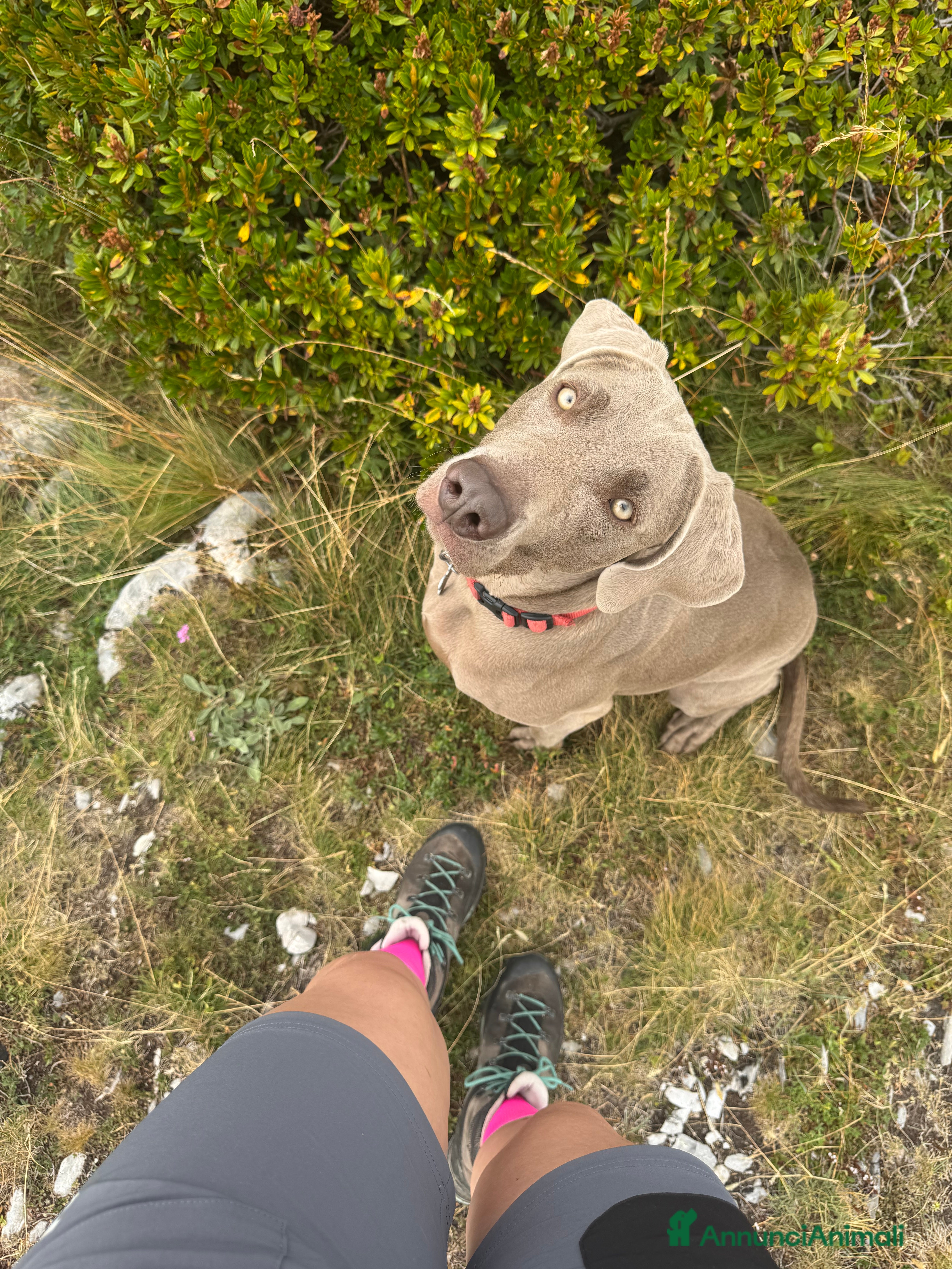 Weimaraner cani Cuccioli Weimaraner  - Annuncio 1