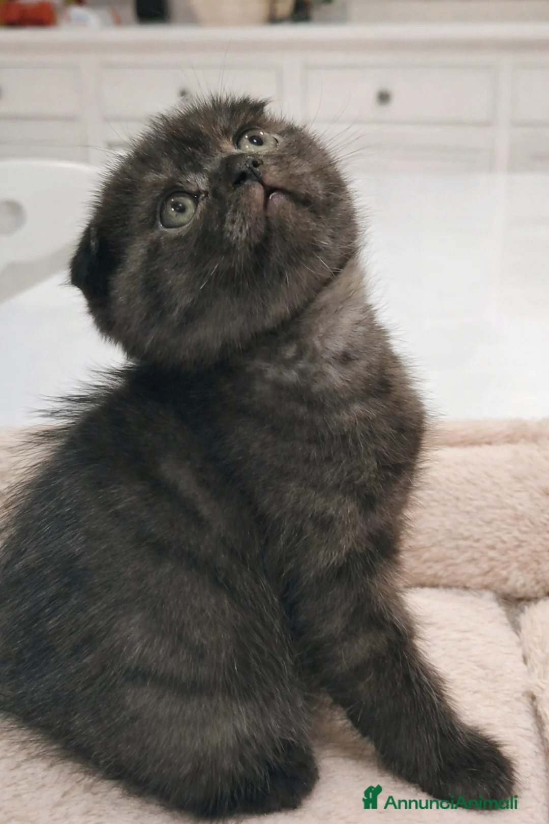 Scottish gatti in vendita: Scottish fold femmina  - Annuncio 2