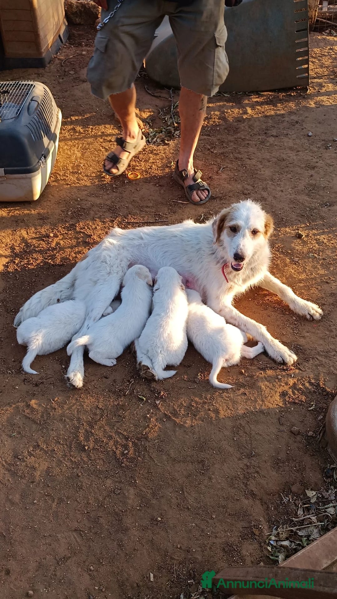 Altre razze cani in regalo: alice - Annuncio 2