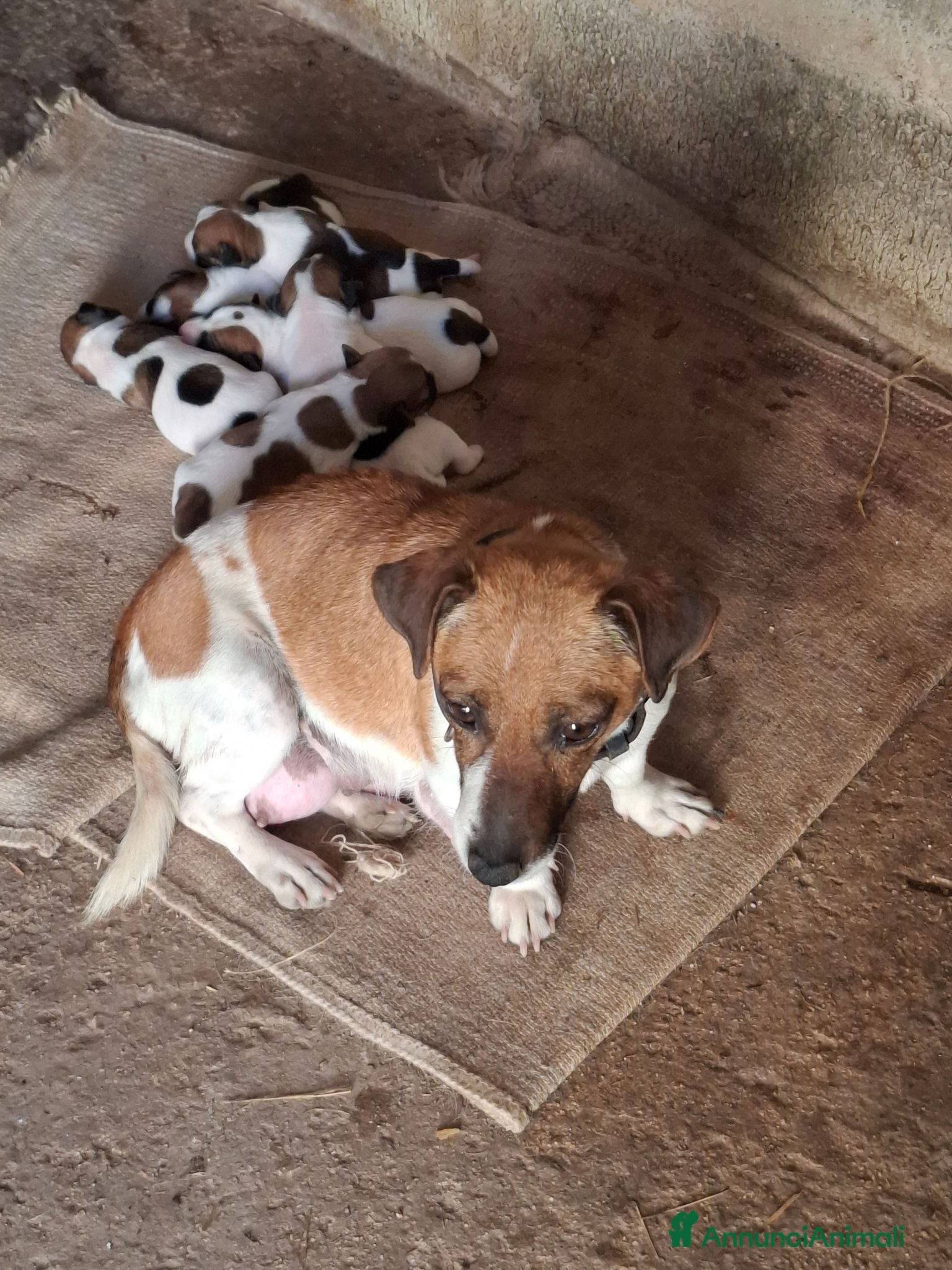 Jack Russell cani in vendita: Jack Russel - Annuncio 2