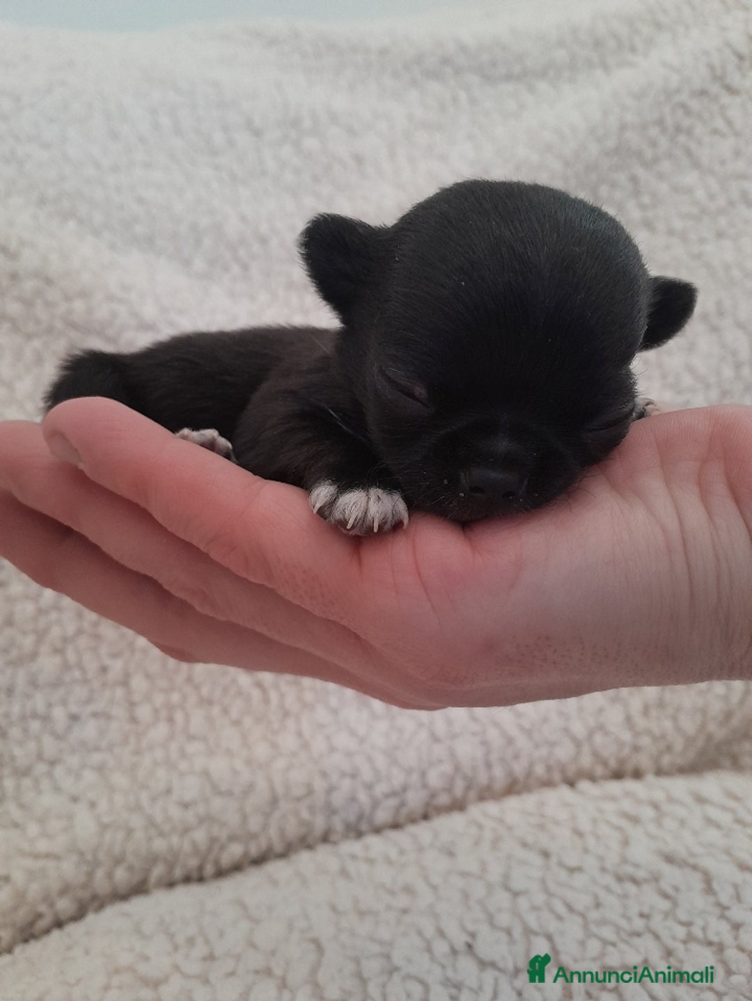 Chihuahua cani in vendita: chihuahua - Annuncio 1