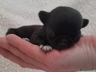 Chihuahua cani chihuahua - Annuncio 1