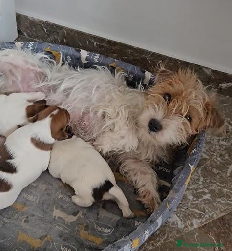 Jack Russell cani Cuccioli Jack Russell broken/ruvidi con pedigree - Annuncio 1