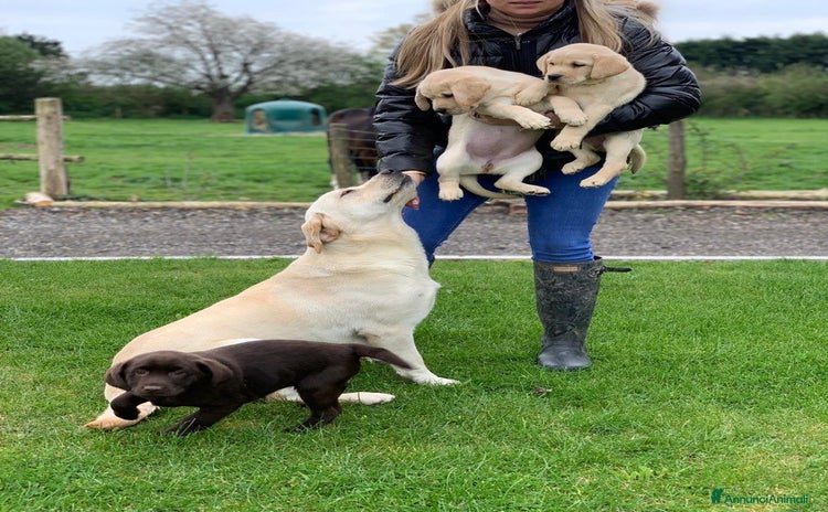 Labrador cani - Annuncio 6