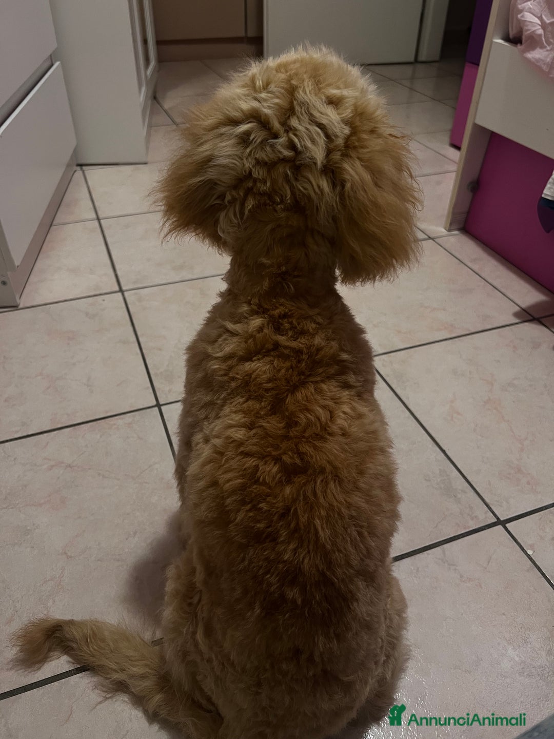 Barboncino cani in regalo: Barboncino - Annuncio 3