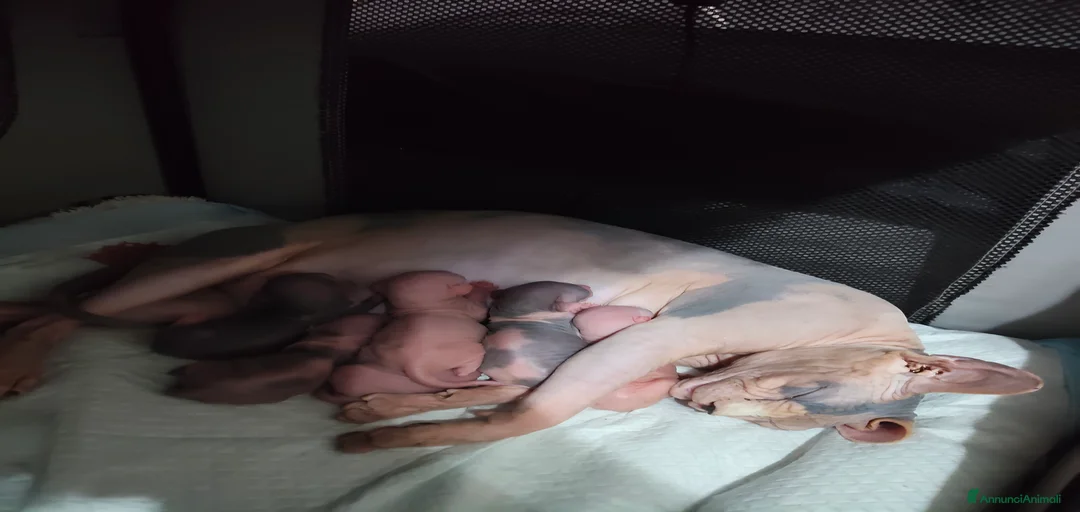 Immagine della galleria {{count}}