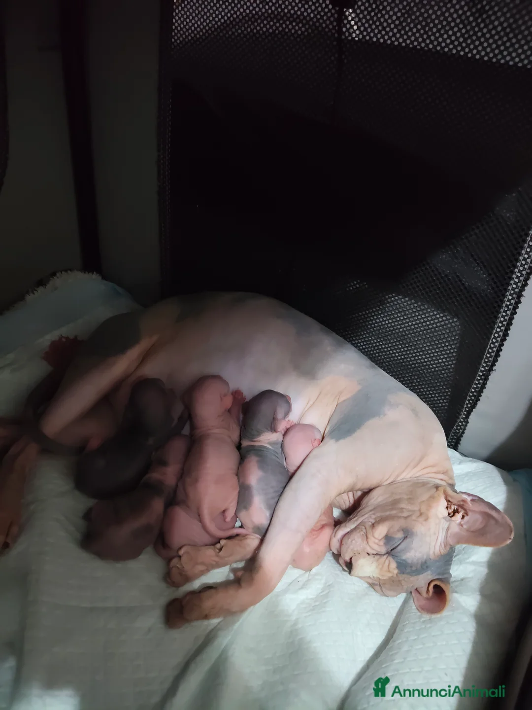 Immagine della galleria {{count}}