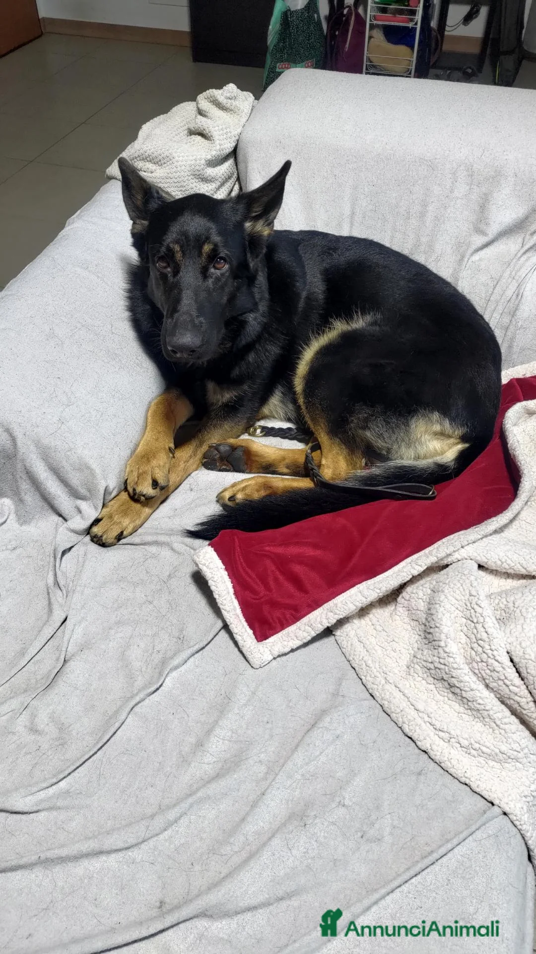 Pastore Tedesco cani in vendita: Pastore Tedesco da Lavoro Femmina - Annuncio 2