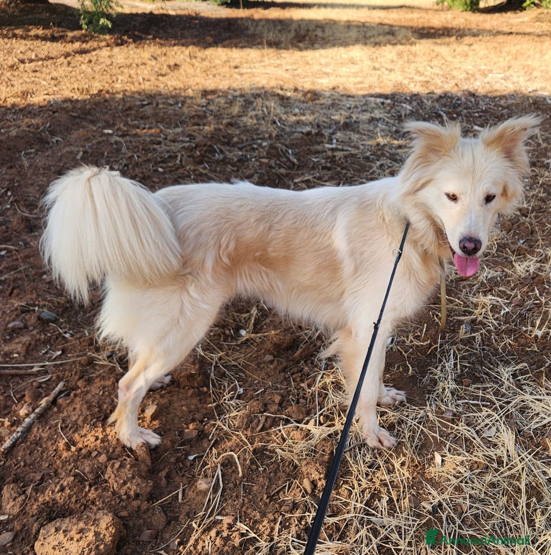 Meticcio cani in regalo: Vera 2/3anni 1vita di stenti vive in 1garage SUD - Annuncio 3