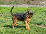 Bloodhound collare grigio