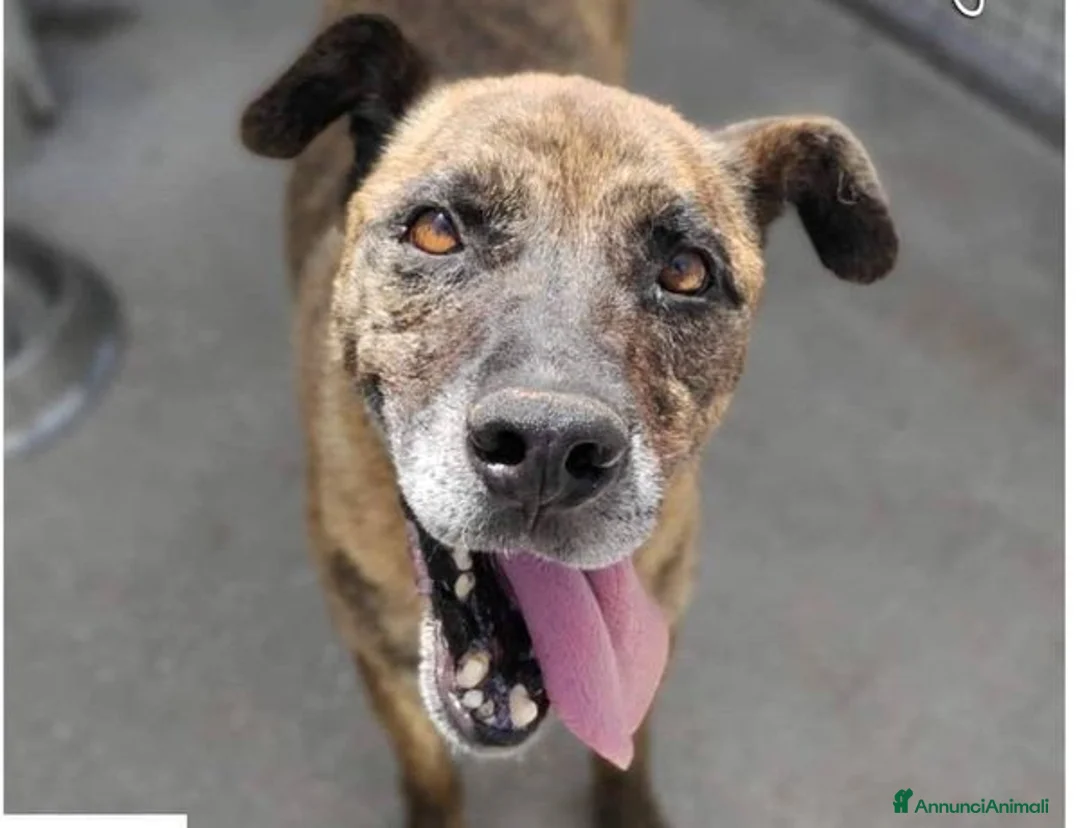 Meticcio cani in regalo: BALU' buono con tutti - Annuncio 2