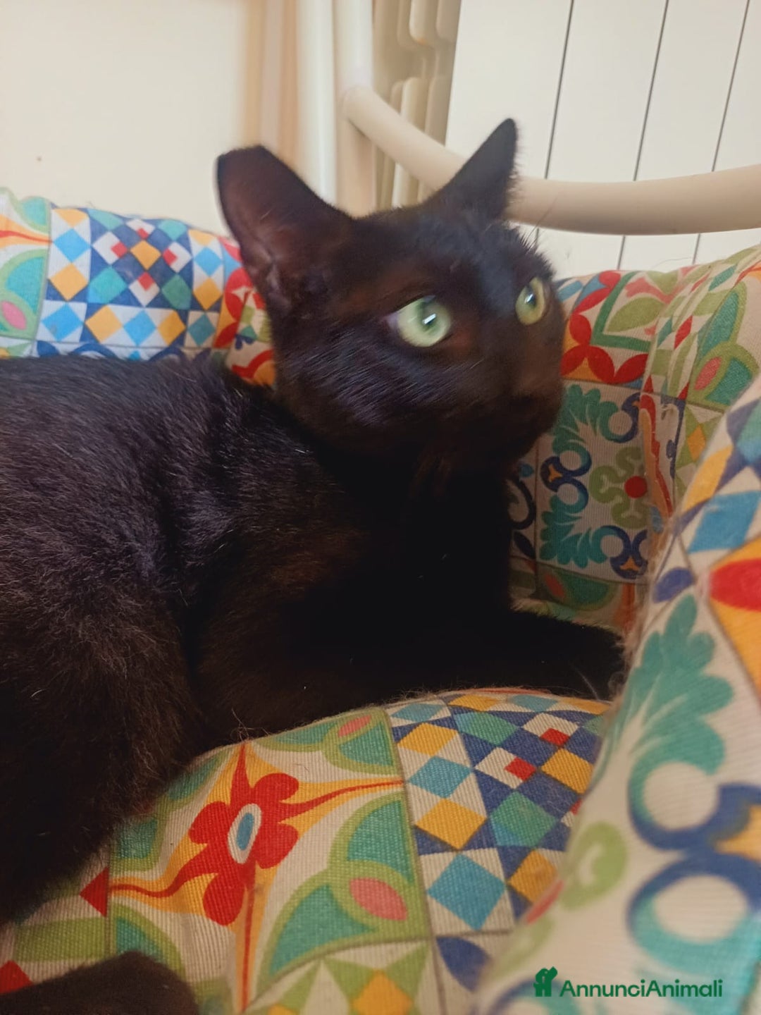 Europeo gatti in regalo: OTELLO GATTINO DOLCISSIMO a Città metropolitana di Roma Capitale - Immagine 3